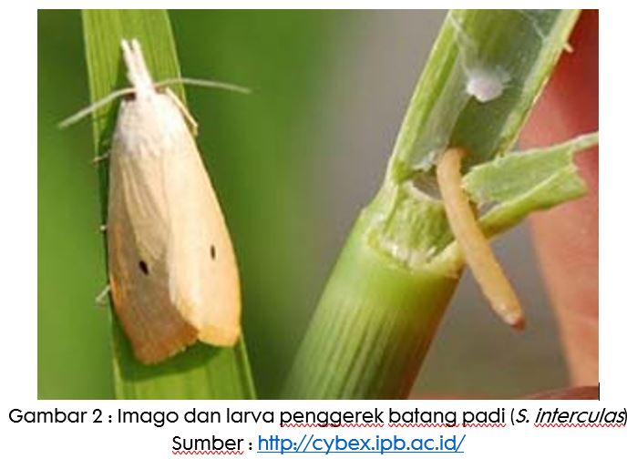 Ternyata Begini Cara Cepat Mengubah Huruf Kapital Menjadi Huruf Kecil di Word Agar Cepat